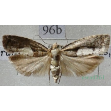 Epinotia brunnichana (Linnaeus, 1767) Czech96b